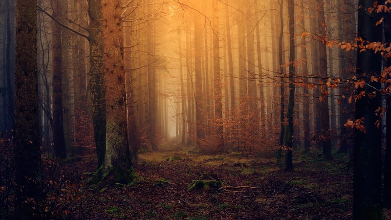 Enchanted Forest Theme